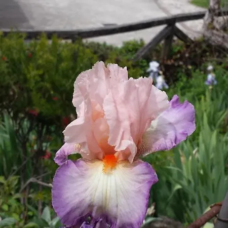 Borgo Montecucco Τόντι