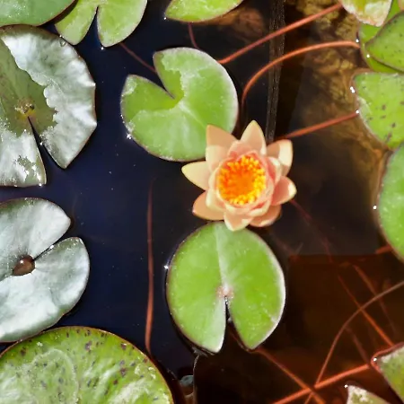 Borgo Montecucco Κατάλυμα σε φάρμα Τόντι